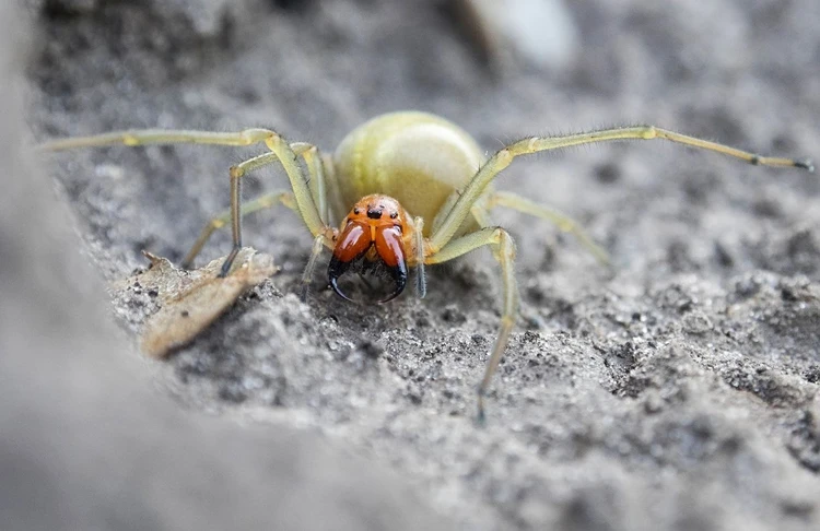 Паукообразные, или арахниды (Arachnida)