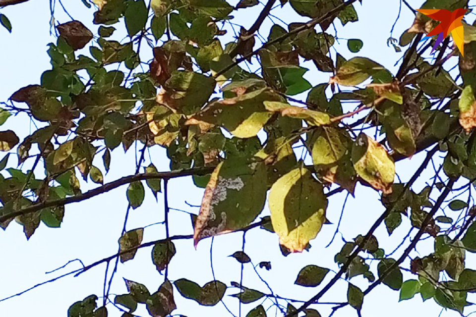 Proč topolové listí v centru Iževska v polovině července uschlo? Foto: Dana Solntseva