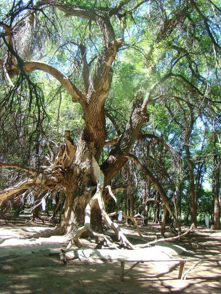 Арсеньевтегі жезөкшелер