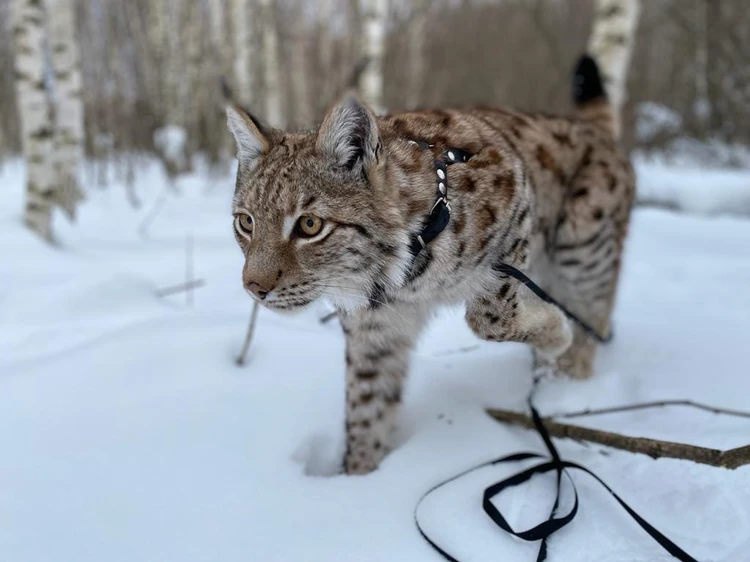 Домашняя рысь: характер, 🐈 описание породы, внешность.