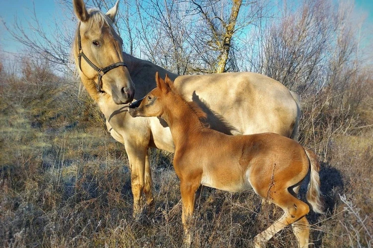 Ноги за голову