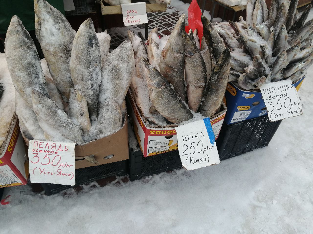 Сколько стоит пелядь, щука. ряпушка. Фото: KP.RU