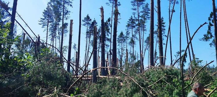 Наслідки урагану у Білорусі. Фото: Мінлісгосп Білорусі