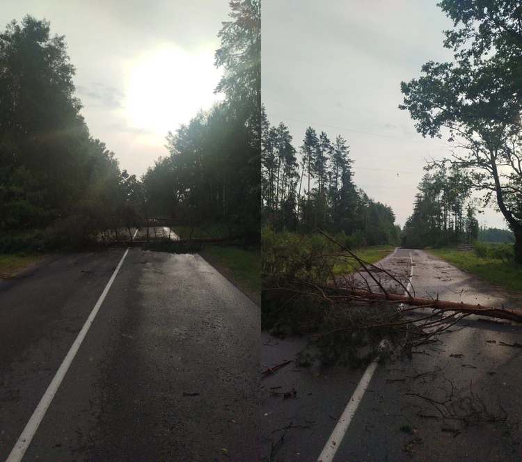 Наслідки урагану у Білорусі. Фото: телеграм-канал Лісові новини Могилівщини