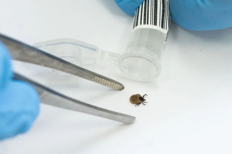 Насосавшийся крови клещ может стать размером с фасолину.