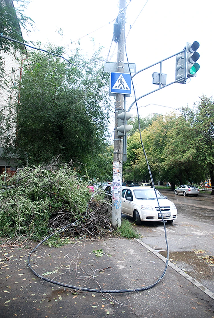 В Самаре дерево упало на светофор - KP.RU