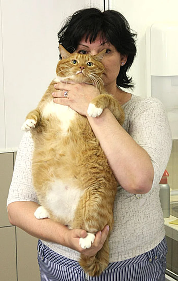 Самый тяжелый кот Краснодара весит больше 12 кило - KP.RU