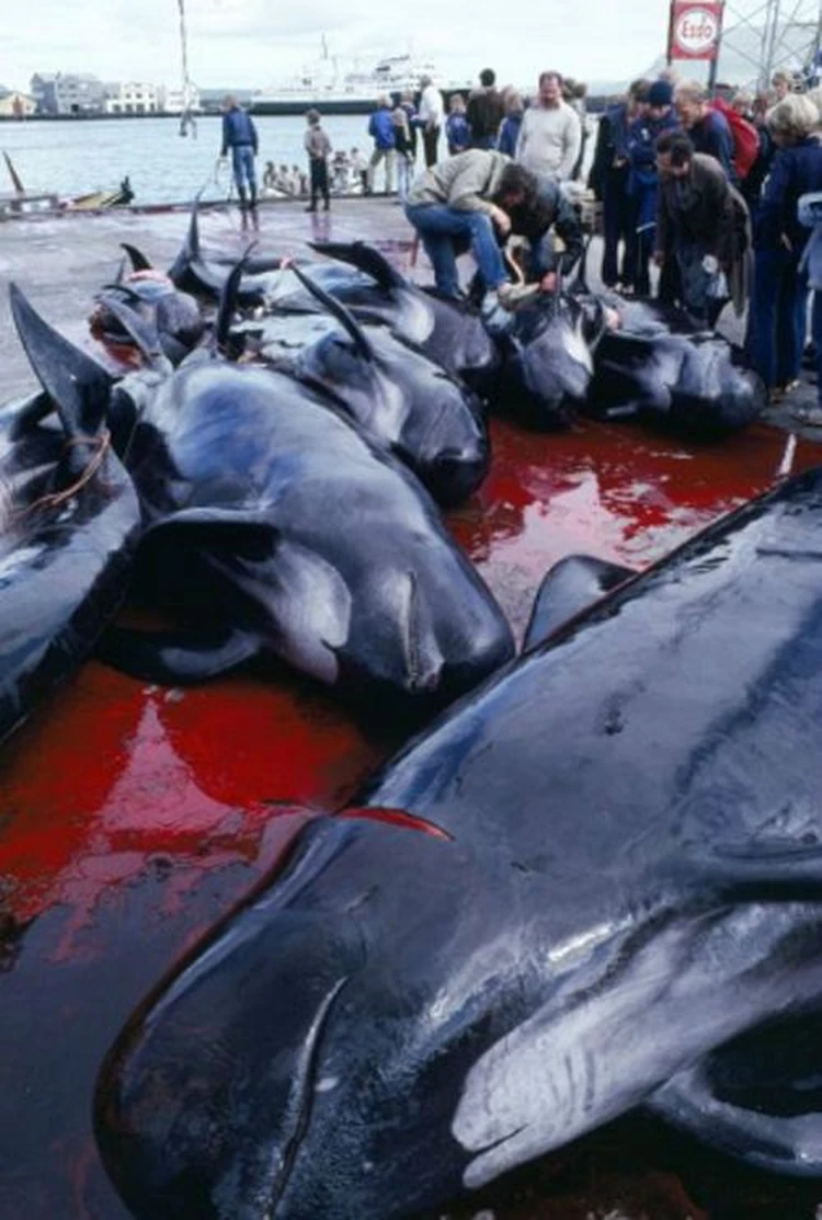 Кровавый залив и мертвые туши: кто и зачем убивает дельфинов в Дании