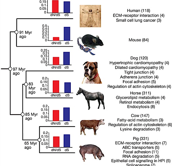 Сравнение геномов человека и животных.