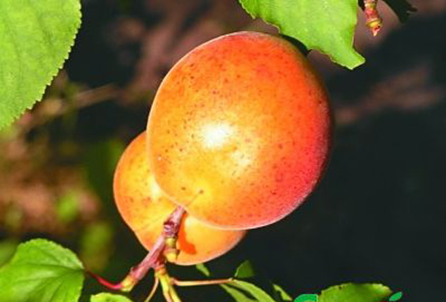 Сорт абрикоса погремок фото и описание
