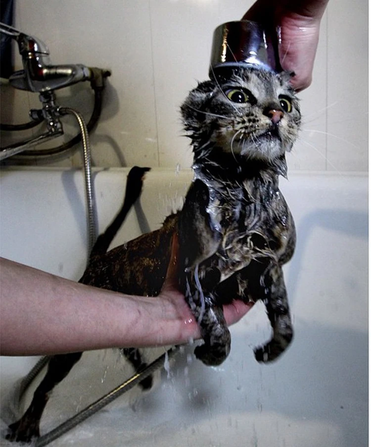 Мокрая кошка ( фото) - фото - картинки и рисунки: скачать бесплатно